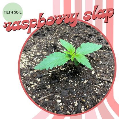 Rasberry Slap Autoflower Seeds